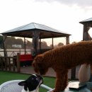 다정하개 이미지