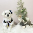 해피펫살롱 이미지