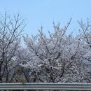 광주천 | 광주 벚꽃 카페 🌸 갤러리24카페에서 광주천 뷰 보고 온 후기