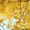 이마트24 아산관광호텔점 | 아산 곡교천 은행나무길 절정 시기, 주차·축제·포토존 총정리 (현충사 가을여행코스)