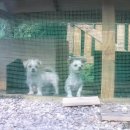 태산농장 2 이미지