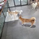 피터펫 이미지