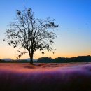 핑크뮬리 이미지