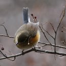 유리딱새 이미지