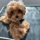 모찌네쌀롱 이미지