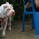 도그파크랜드 이미지