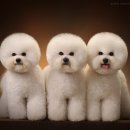 오드리 애견미용실 이미지