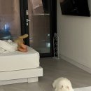 포항애견풀빌라 마담아네뜨 풀빌라 투숙 후기