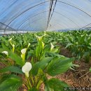 로타리 꽃농원 이미지