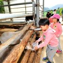 정선아기동물농장 이미지