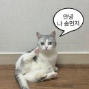 로얄퀴진 | 고양이 습식사료｜힐스 헬시 퀴진 치킨쌀스튜 내돈내산 후기
