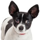 24시 아이동물메디컬센터 이미지