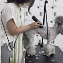 수 애견미용 이미지