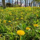 영등근린공원 이미지