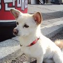 해피토이 | 코닥 챠메라 당근마켓 Get! 귀요미 토이카메라 리뷰 I 해피하루스냅 김실장