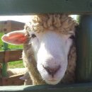 양한마리 이미지