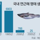 명태