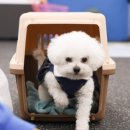 뭉치켄넬 이미지