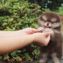 러블릿캔넬 이미지