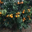 억대농장 이미지