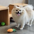 디케어텔 | 대구 수성구 애견호텔 황금동 애견미용 가격 디케어텔