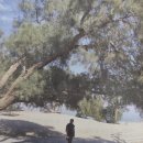 『메시지가 있는 성경식물 이야기』 2 - 브엘세바 우물가에 심은 에셀 나무 이야기 이미지