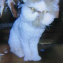 달고양이 이미지