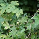 종덩굴Clematis fusca var. violacea Maxim.(미나리아재비과 으아리속) 이미지