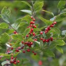 힐링 생활 꽃장식 이미지