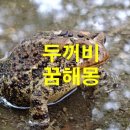 두꺼비 에 관한 꿈 이미지