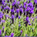 팜카밀레 이미지