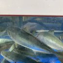 제일선물센타 | 여수 회포장 맛집 부산송도회센타 방어 모듬회 솔직 후기