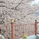 (주)핸즈아이 | 마산 벚꽃 카페 가포 브라운핸즈 개화상태