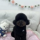 뽀송 펫 살롱 | [남동구 애견미용] 푸들 강아지 위생목욕 후기 합리적인 비용으로 깔끔하게 뽀송하게 관리
