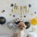 마이유어펫살롱 이미지