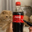 꽁냥꽁냥 이미지