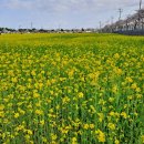 맹방유채꽃마을 이미지