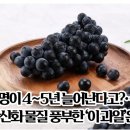 수명이4~5년늘어난다고?...향산화물질풍부한.이과일.은? 이미지