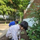 5. 12 텃밭 - 수박, 옥수수 심기 / 산초잎 놀이 / 아까시 꽃 따기 이미지