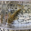 김삿갓 계곡 캠핑장 | 강원도 영월 김삿갓 계곡 캠핑장 추천_나조스트 여름 후기