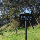 서천 마량리 동백나무 숲 이미지