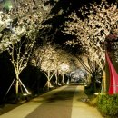 낙동강제방(강서30리벚꽃길) 이미지