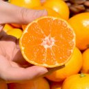 노지하우스 | 25년 감귤 제주 프리미엄 효돈 노지 하우스 제철감귤 5kg 사용 후기 - 고당도와 품질 분석