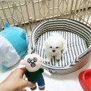 미니퍼피 이미지