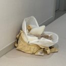 아투스 | [강아지 이동백] 아투스 모멍트 파르티르 백 - M사이즈 후기 (리퍼브 A급 제품)