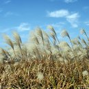 천상데미 이미지