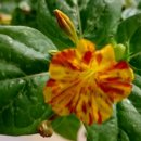 세계로약품 이미지