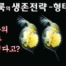 물벼룩의 생존전략 - 형태방어(Survival strategy of Daphnia - Morphological defense) 물벼룩 이미지