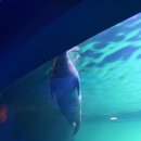 루브르휴먼아트 | 실속은 없는 (아쿠아플라넷 63 / 에릭요한슨 전시 / 용산공원 미군기지 / 합스부르크 600년 전시 후기)
