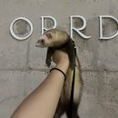 오르디(ORRD) 이미지